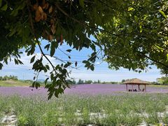-紫颐香薰山谷景区