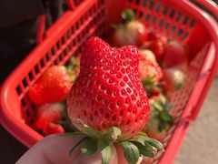 -胜丰草莓采摘园