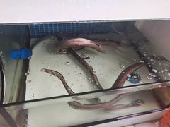 -阿伍海鲜大排档(塔湾金沙店)