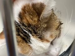 -爱诺耐芙动物医院(万博店)