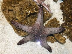 -绿色星球动物主题公园