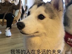 -Husky Go! 哈士奇体验馆·宠物咖啡厅狗咖
