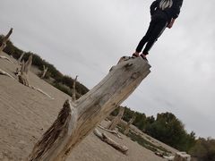 -金塔沙漠胡杨林景区