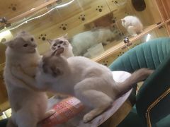 -喵喵咪呀布偶猫咖(春熙路店)