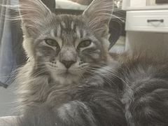 -宠颐生·恒爱宠物医院(静海店)