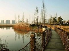 -合肥滨湖国家森林公园