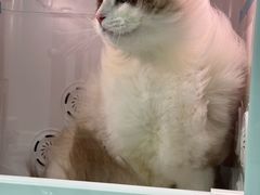-爱洗澡的猫(天河路店)