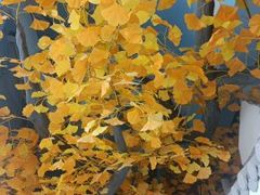 -食悦江南·淮扬菜·烤鸭(亚运村·惠新店)