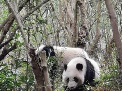 景点-成都大熊猫繁育研究基地