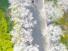 -古柏渡丰乐樱花园