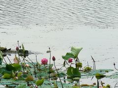-羊山湖公园