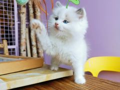 -70cat德文卷毛猫·缅因猫纯种猫舍