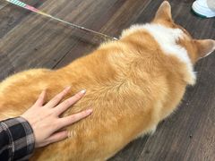 -肥朵食堂(带梦胡同店)