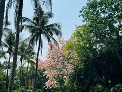 -中国科学院西双版纳热带植物园