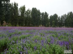 -紫海香堤香草艺术庄园