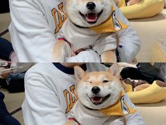 -逗柴咖啡屋·狗咖猫咖宠物桌游