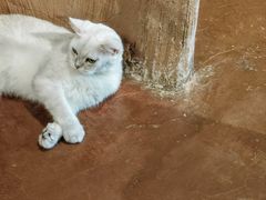 -猫猫幼稚园·撸猫·桌游·电玩