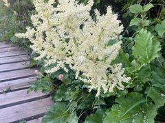 -白草畔自然风景区