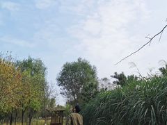 -东郊湿地公园