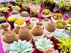 -秦美花卉(天朗·莱茵小城2期店)