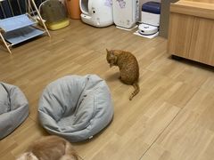 -唐小姐の私宠·宠物洗护美容·撸猫馆·购宠(周浦万达旗舰店)