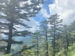 -朱雀国家森林公园