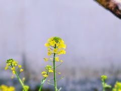 -雅达·阳羡溪山小镇中心