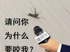 -直隶安家牛肉罩饼(建华店)