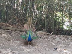 -栾川竹海野生动物园