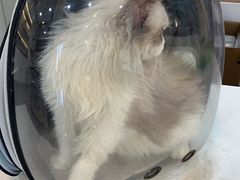 -贝康宠物医院·犬猫全科·小动物特色诊疗中心(东环路店)