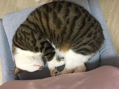 -守诺宠物医院·眼科· 特色牙科·异宠专科(虹口店)