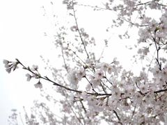 -武汉大学-樱园