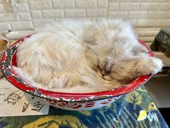 -平行世界·猫咖(首经贸店)