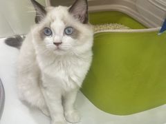 -青奢宠物·青奢猫舍