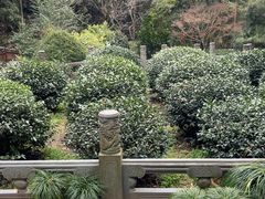 -十八棵（老龙井）御茶园(老龙井店)