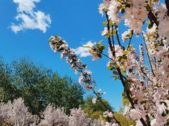 -海棠花溪(元大都城垣遗址公园)