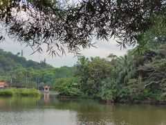 -深圳仙湖植物园