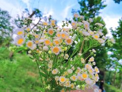 -两河城市森林公园