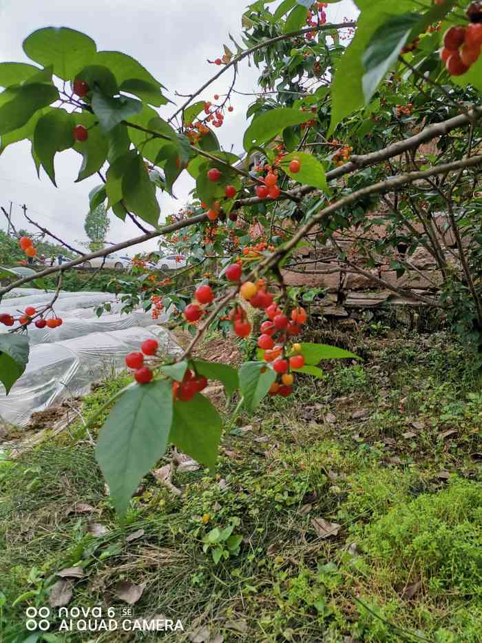 璧山雲霧山櫻桃採摘基地