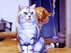 -平行世界·猫咖(首经贸店)