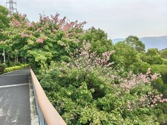 -金鸡山公园