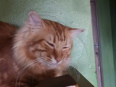 -猫猫幼稚园·撸猫·桌游·电玩