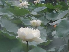 -龙环葡韵住宅式博物馆