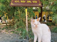 -西园戒幢律寺
