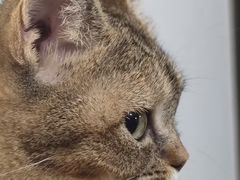 -楼上猫咖(罗湖店)