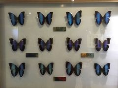 -上海昆虫博物馆