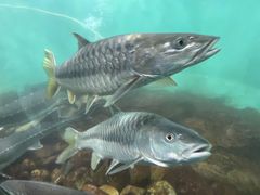 -太平洋海底世界