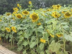 -长春公园(普阳街道)