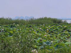 -七的湖·晚芳亭·阳澄湖农家菜·大闸蟹(莲花岛店)