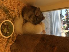 龙猫仔乐园(惠福东路店)-龙猫仔乐园(惠福东路店)